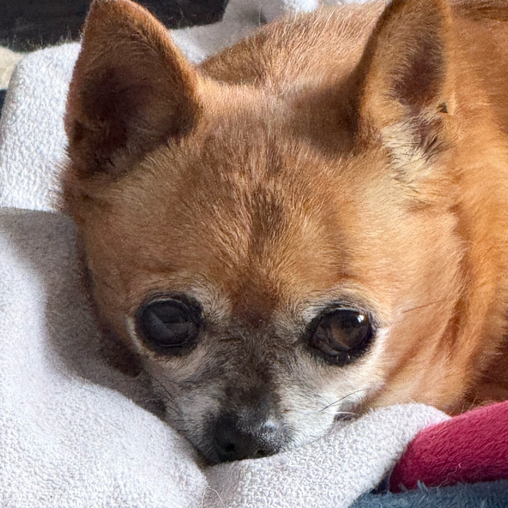 Meet your Posher, Jillian